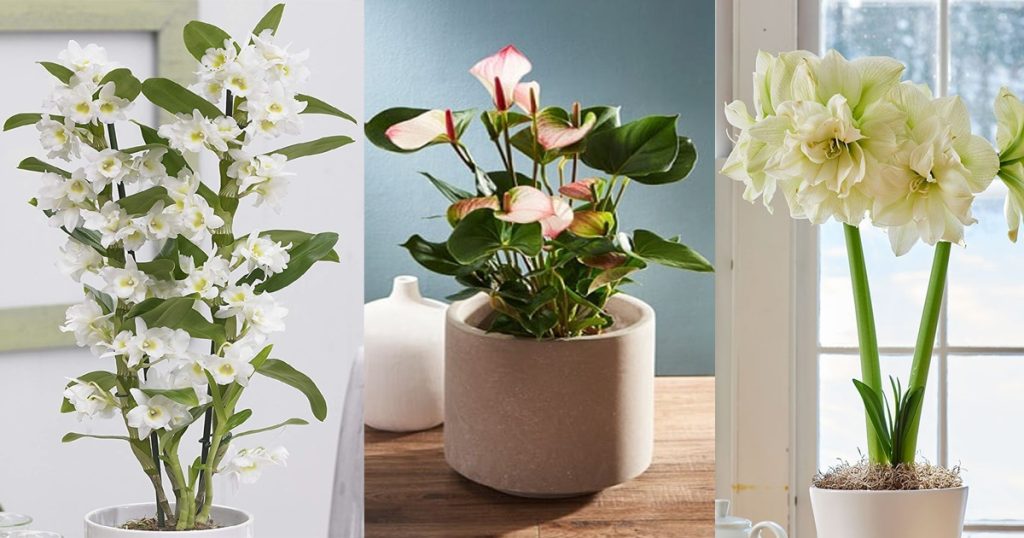 indoor plants and flowers