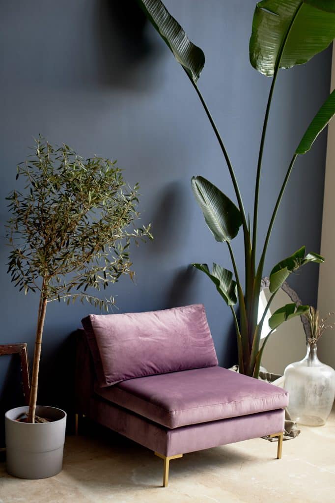 Purple chair against a dark blue wall Plants in tubs