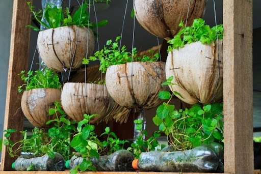 Hanging Coconut Shell Planters