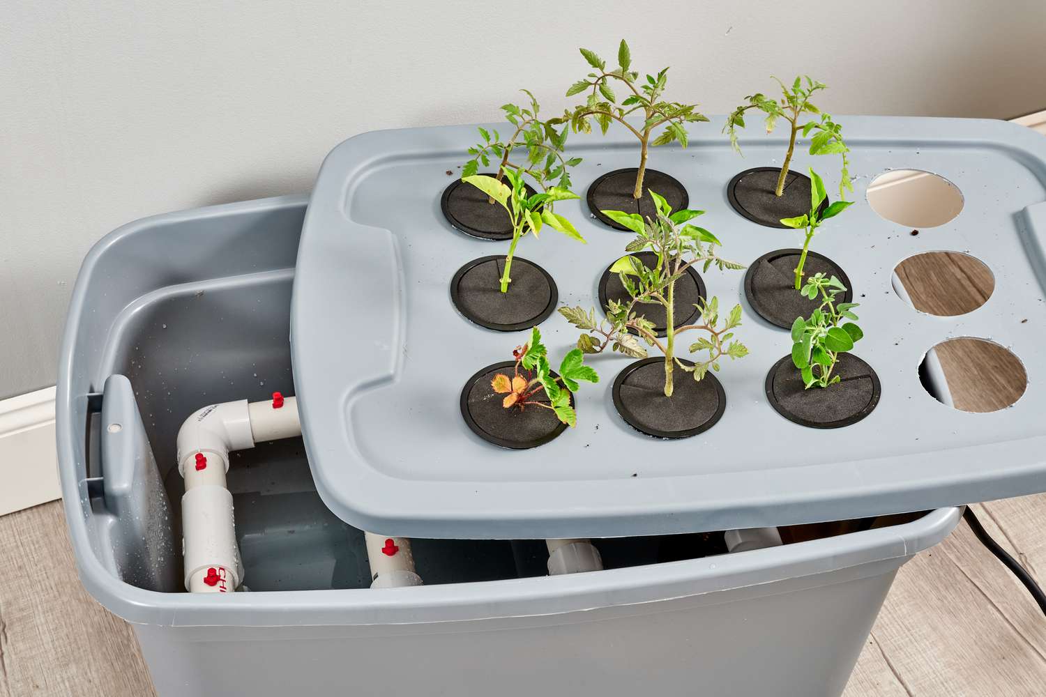 How to Create Your Own DIY Hydroponic Garden at Home