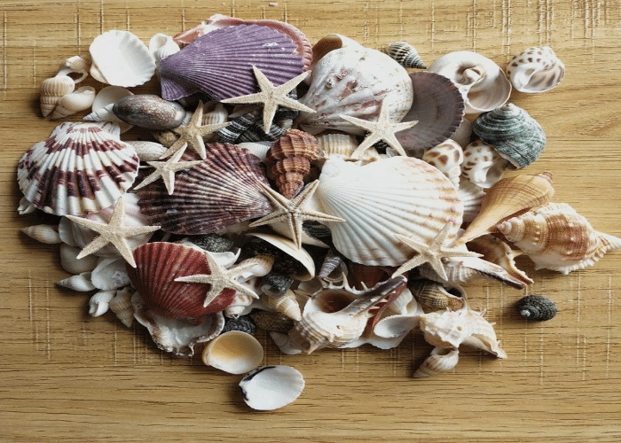 Seashells and Driftwood