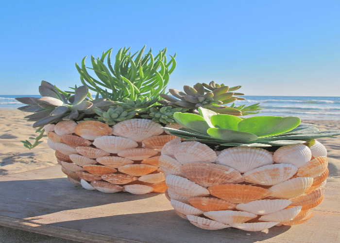 Sea Shell Planters