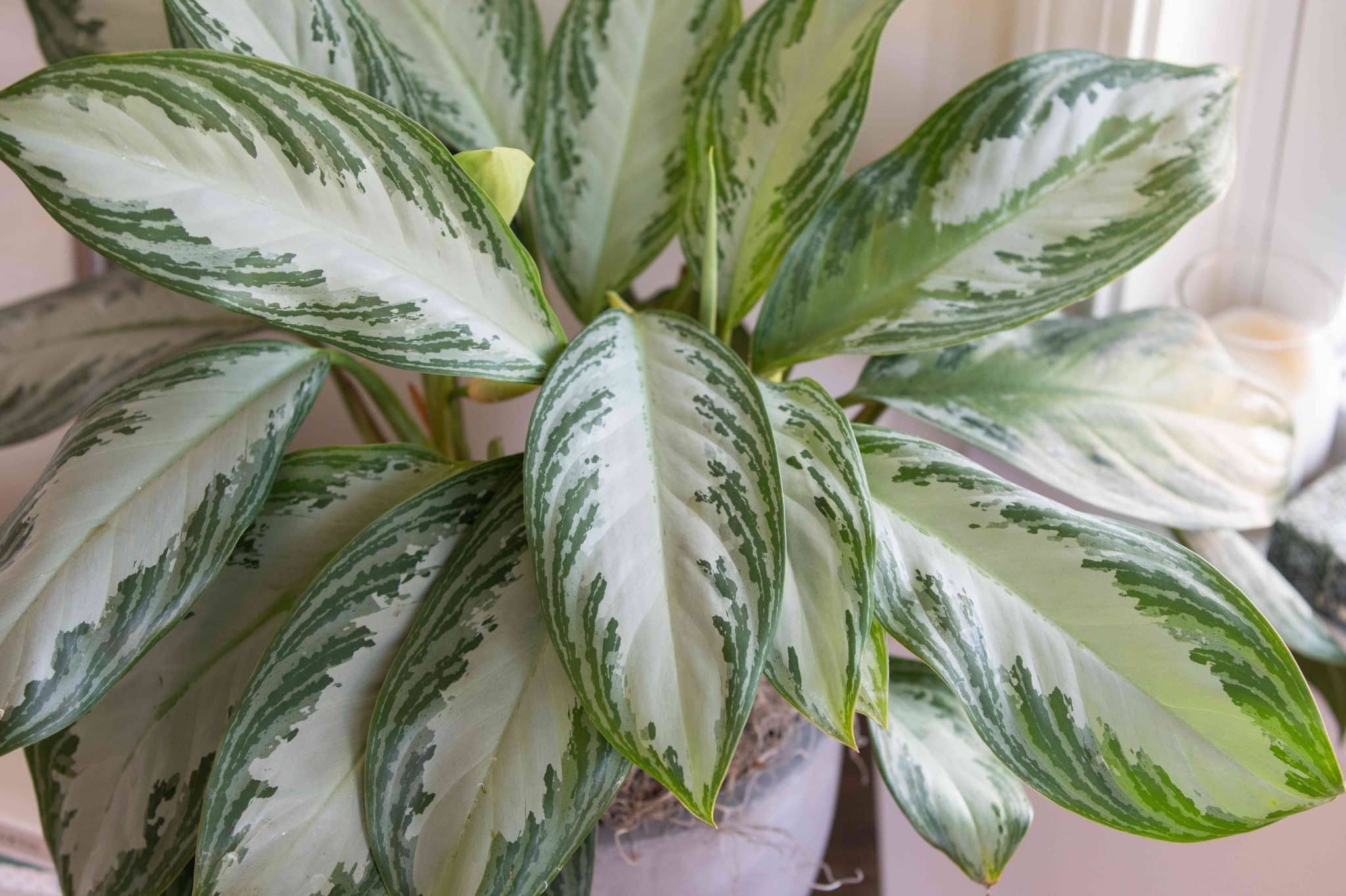 How to Properly Write a Review of a Houseplant?