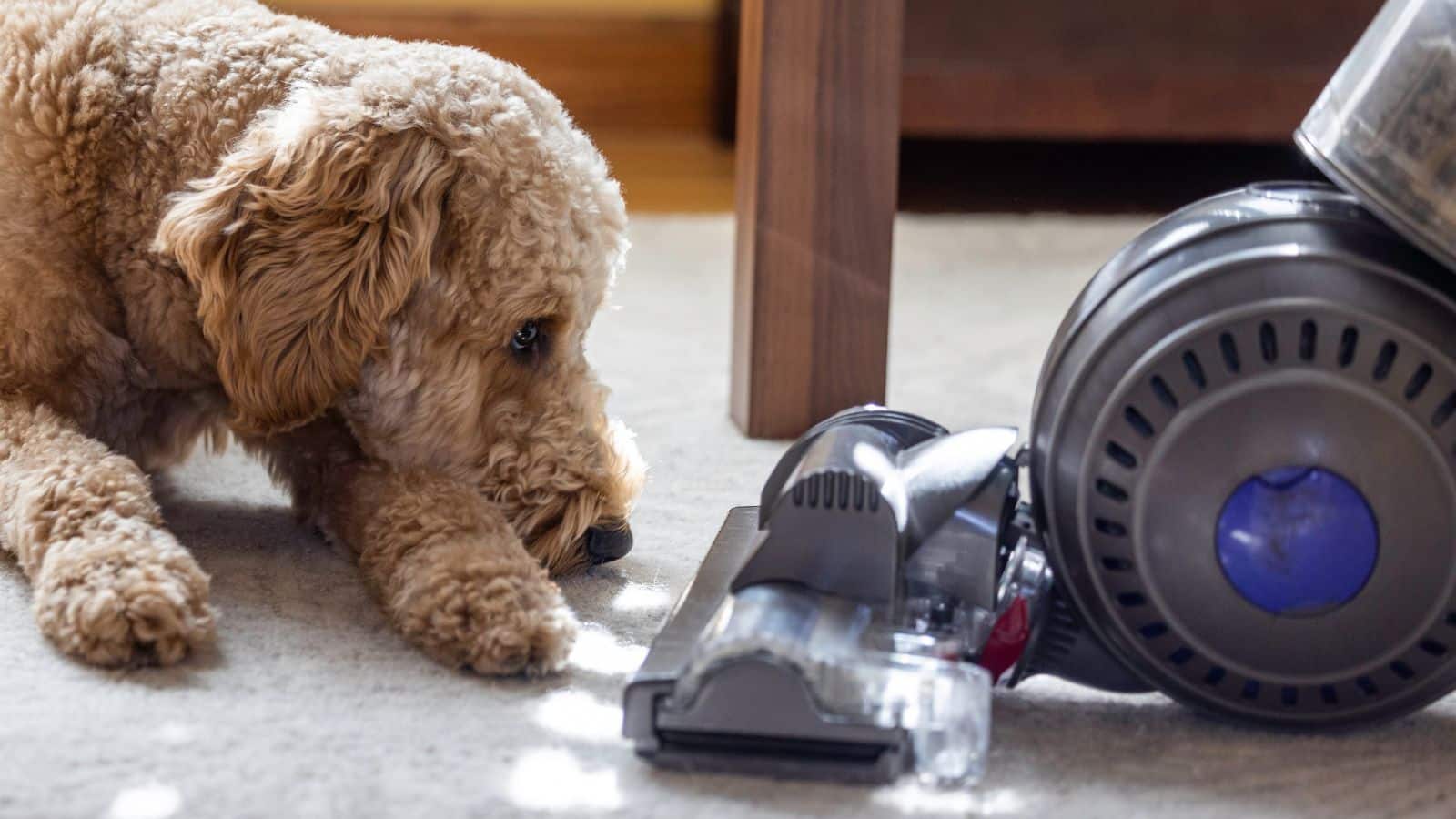 Why Every Pet Owner Needs a High-Efficiency Hair Vacuum