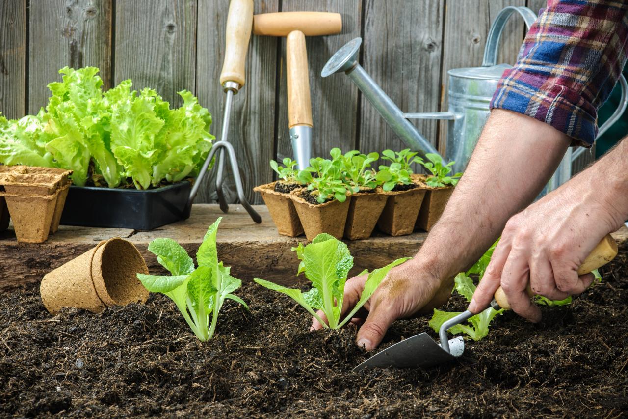 Gardening for Sustainability: How Your Garden Can Help the Environment