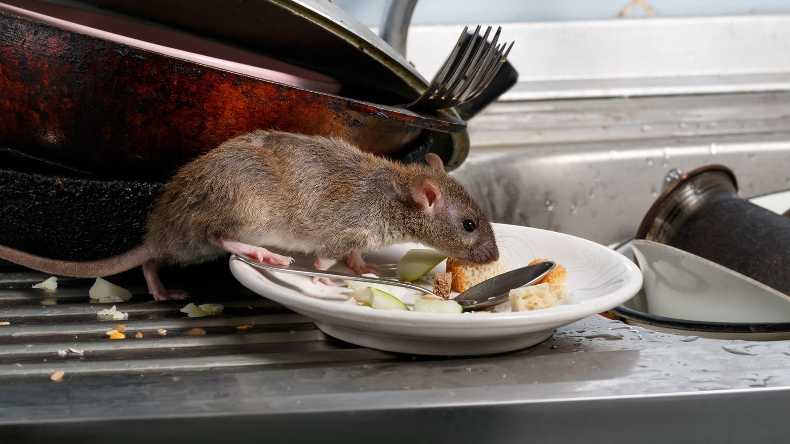 Squeaky Clean: Hygiene Habits To Deter Rats From Your Living Space