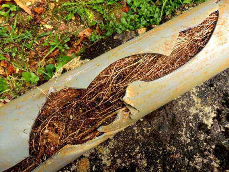 How Trees and Shrubs Can Burst Your Pipes