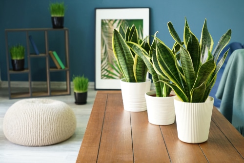 Sansevieria,Plants,On,Table,In,Modern,Room