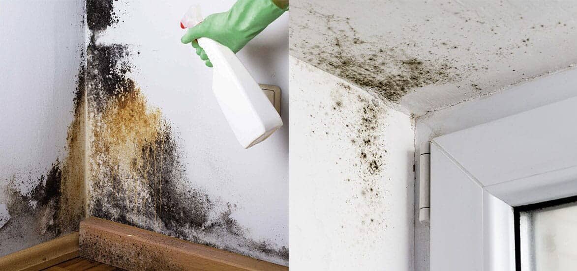 Why Prioritize Mold Removal in Your Home Renovation Project