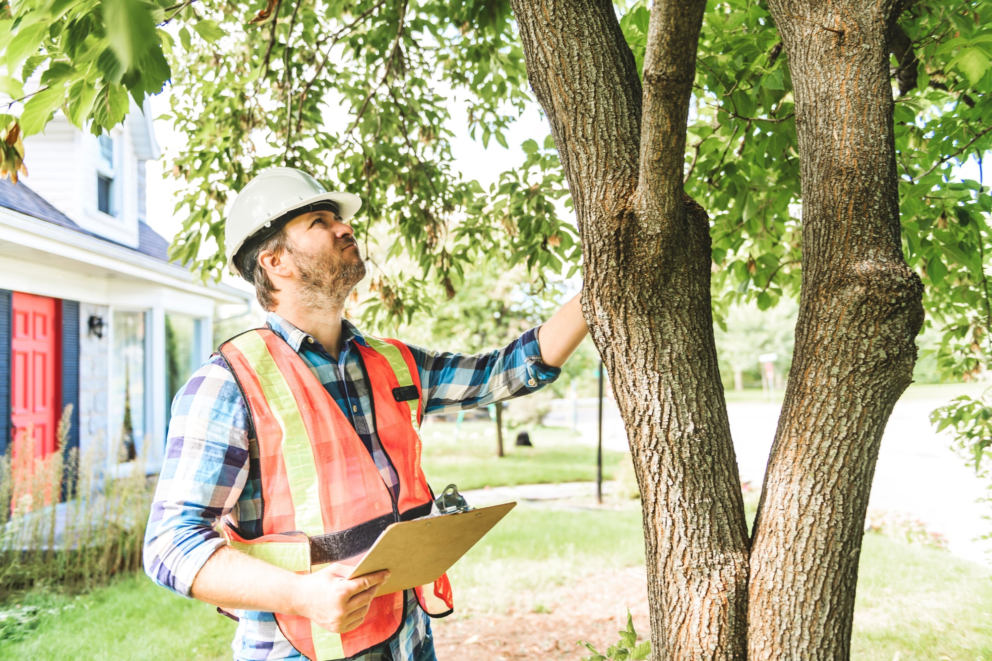 A man with hard hat standing in front of a tree inspect