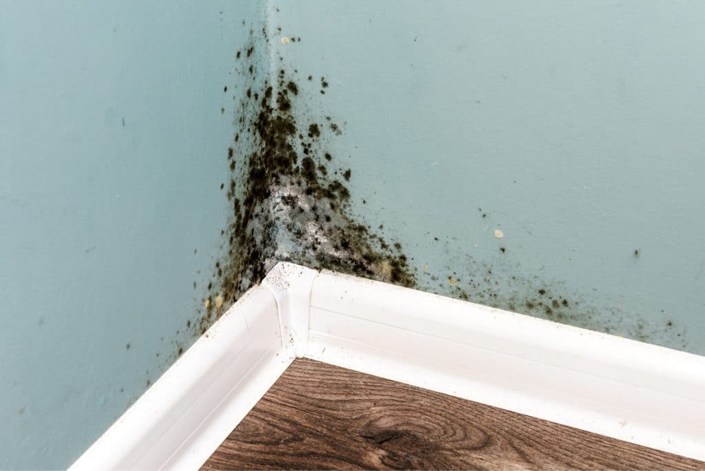 Where You Might Find Mold During Renovations