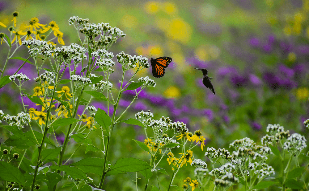 Cultivating a Pollinator-Friendly Habitat