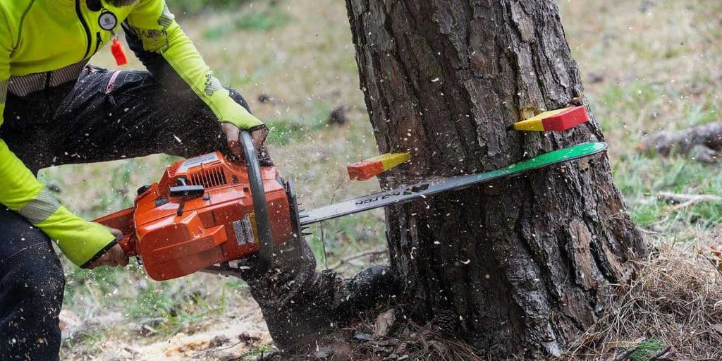 Essential Safety Techniques in Tree Removal