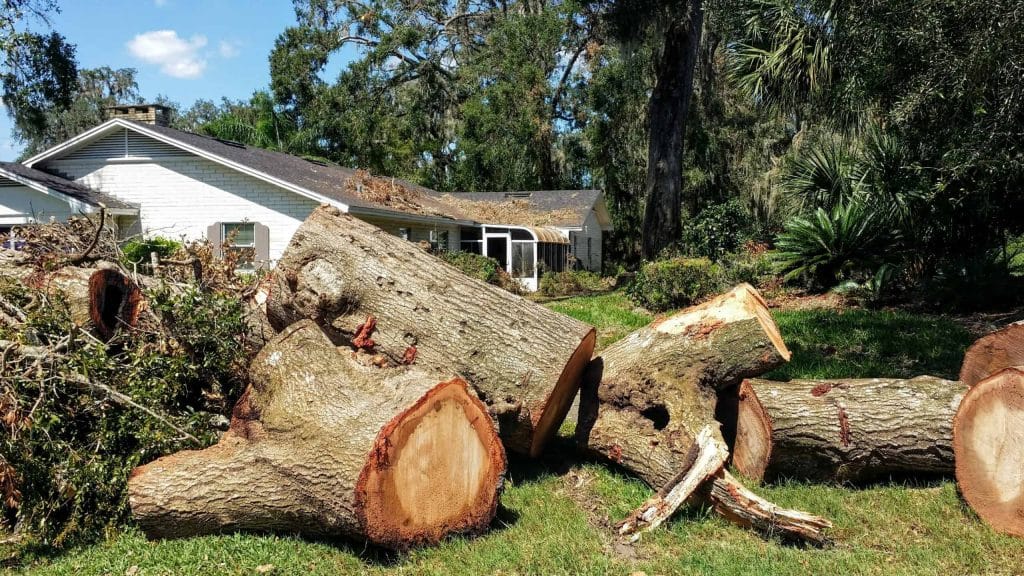 Understanding the Basics of Safe Tree Removal