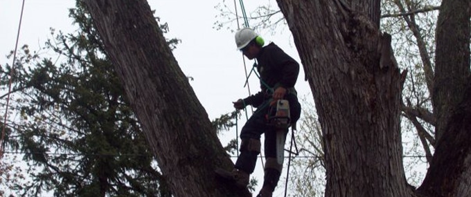 Benefits of Prioritising Safety in Tree Removal