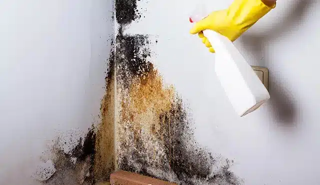 Guide to Mold Detection in Your Home