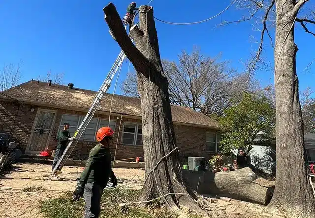 The Risks Involved with Inefficient Tree Removal