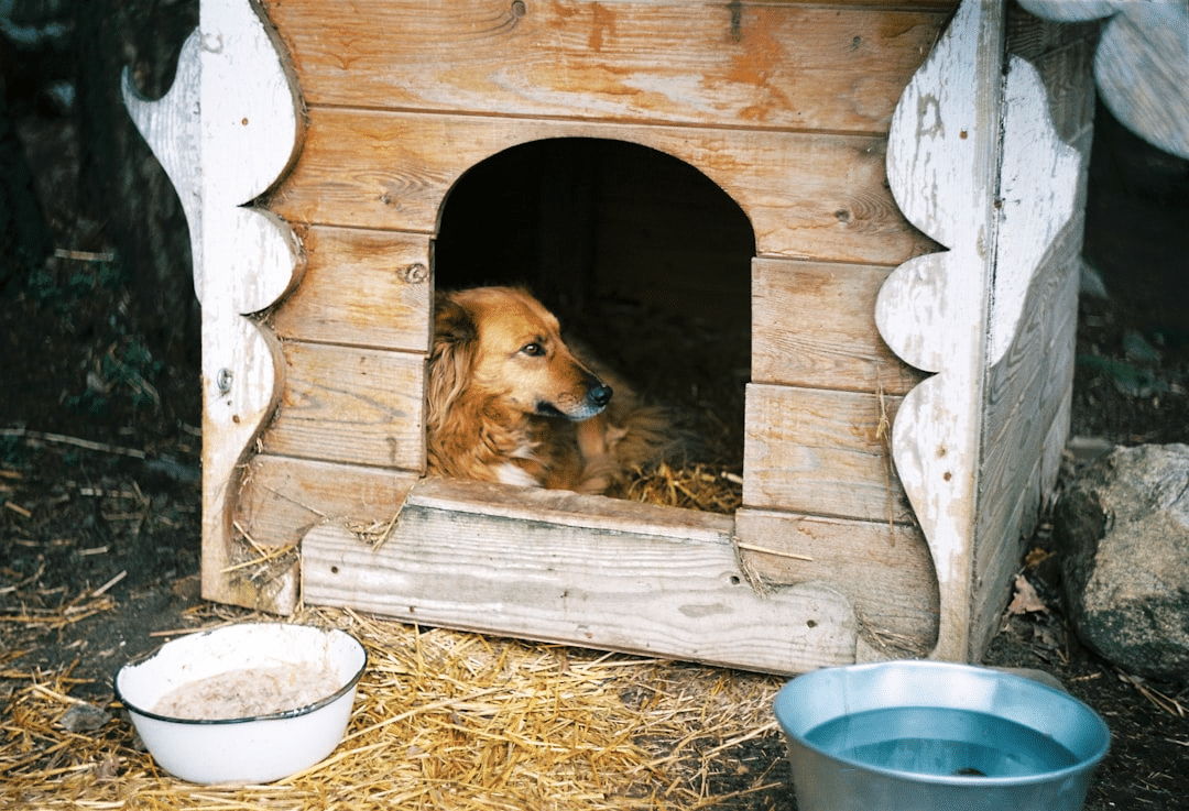Top Things to Consider when Choosing a Dog Kennel