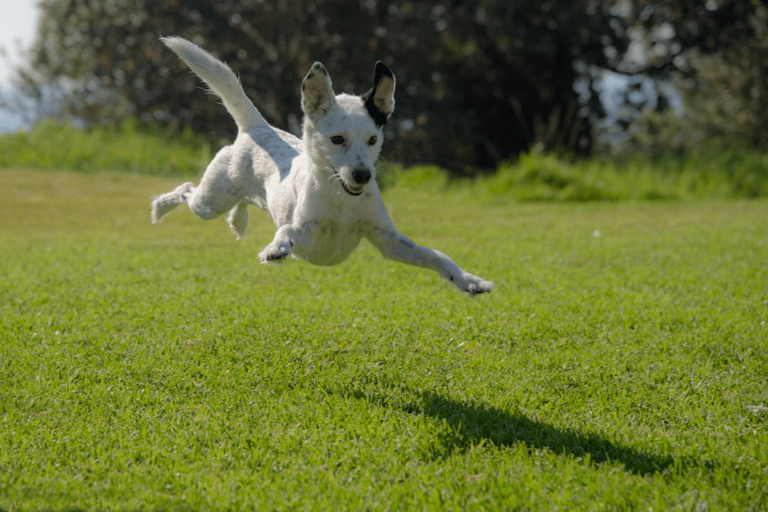 Create a DIY Fence-Style Dog Run