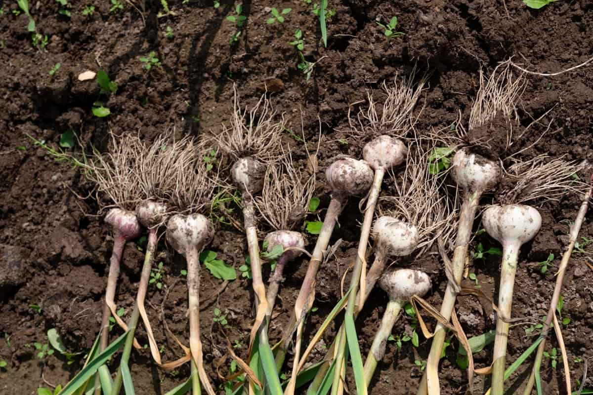Mastering Garlic Cultivation: Your Guide to Growing This Culinary Staple