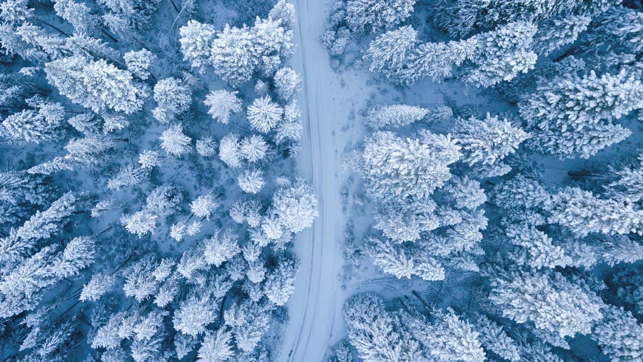 Snow covered trees and a road from above.