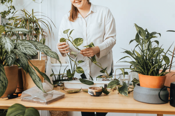 Optimal Houseplants for Renters: Enhancing Your Rental Apartment with Greenery