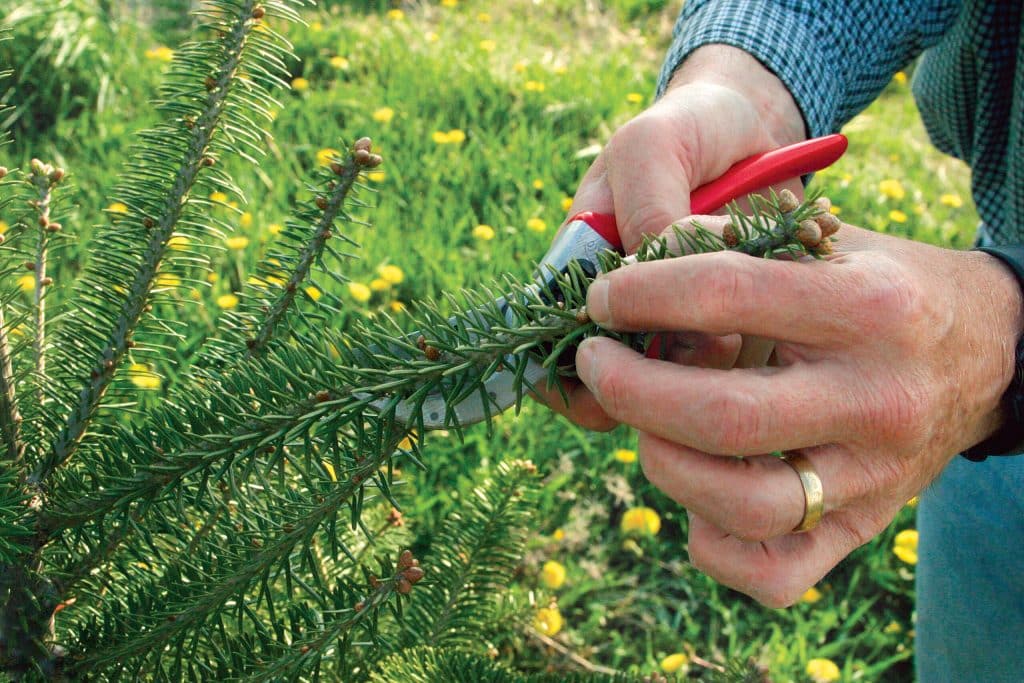 Reasons for Pruning Coniferous Trees