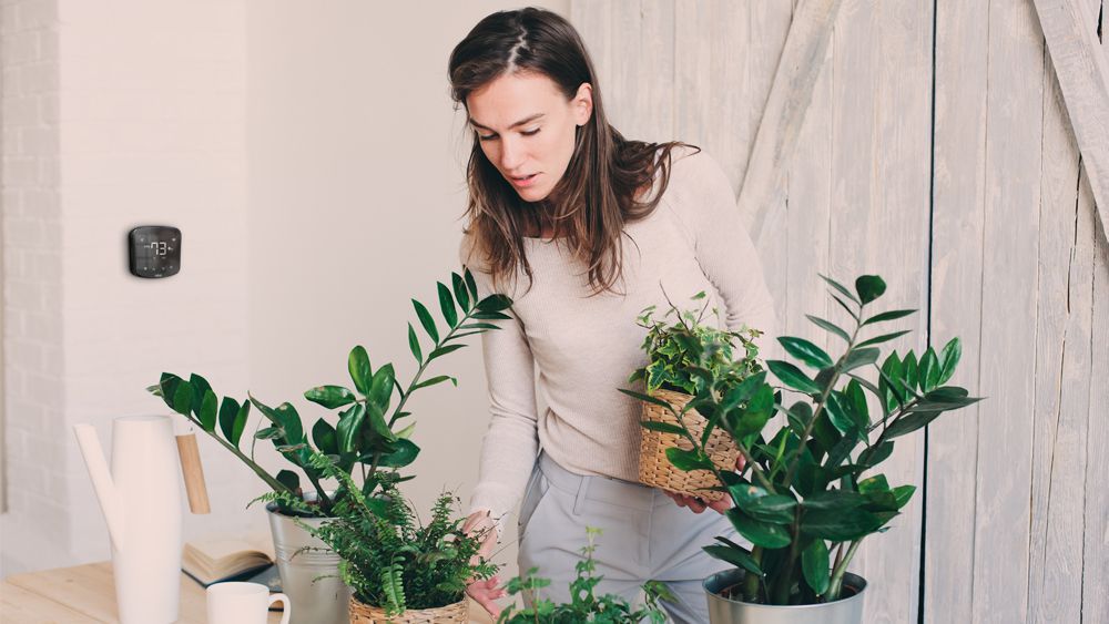 Why Humidity Matters for Houseplants