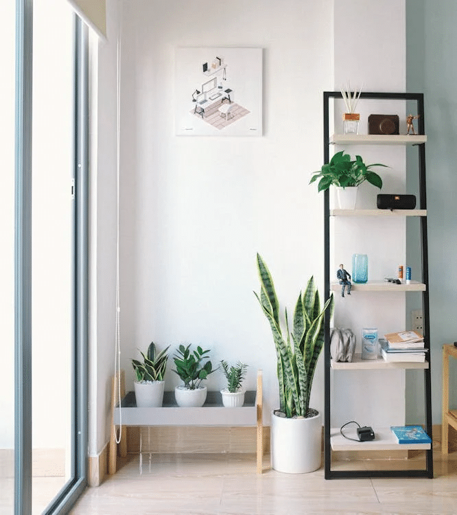 Plants for Your Home: How to Choose and Care for Them?