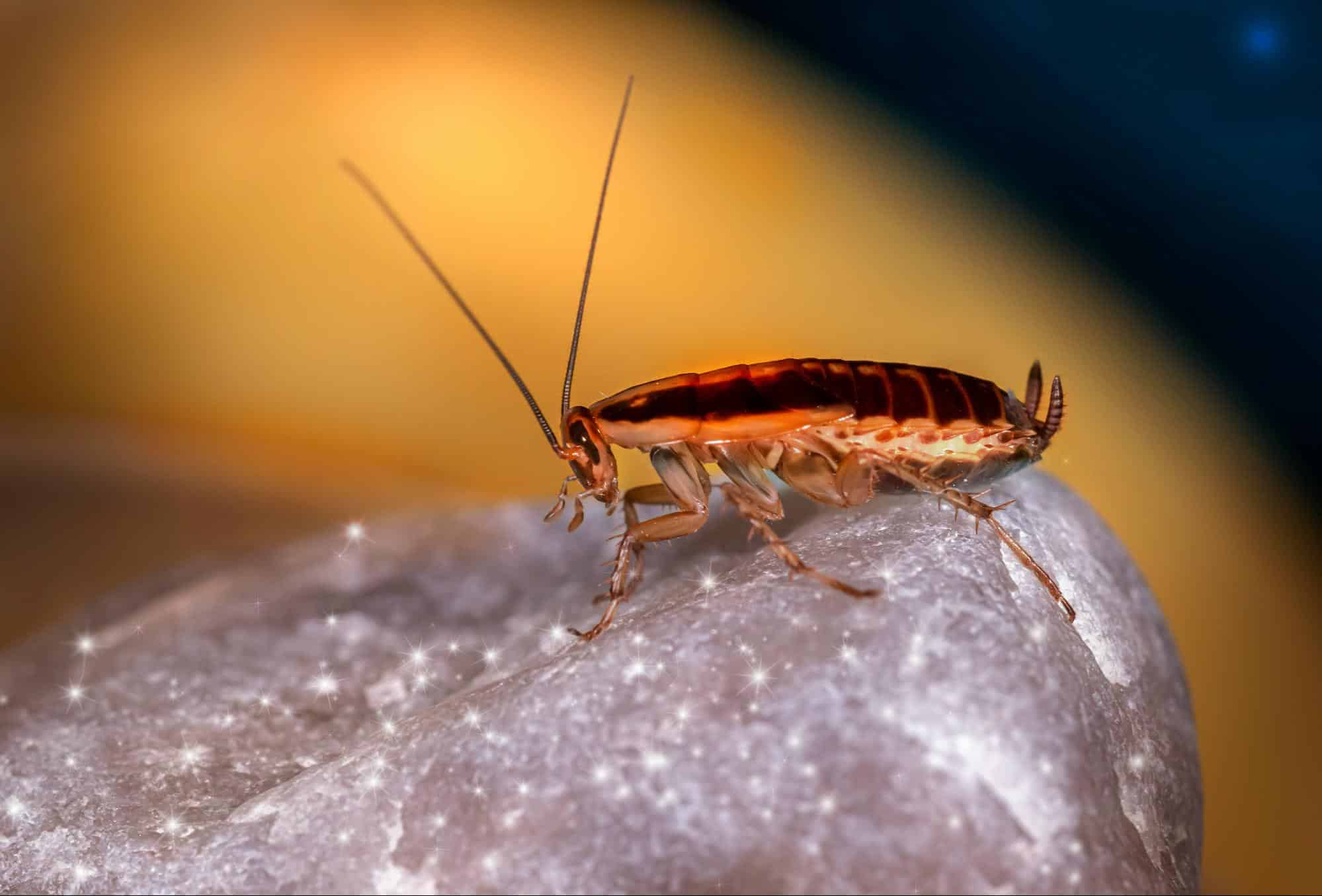 Can Pests Really Damage My Home?