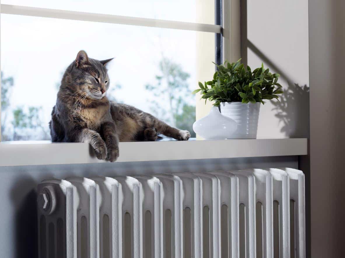 Creative Ways to Create a Cozy Retreat for Your Cat