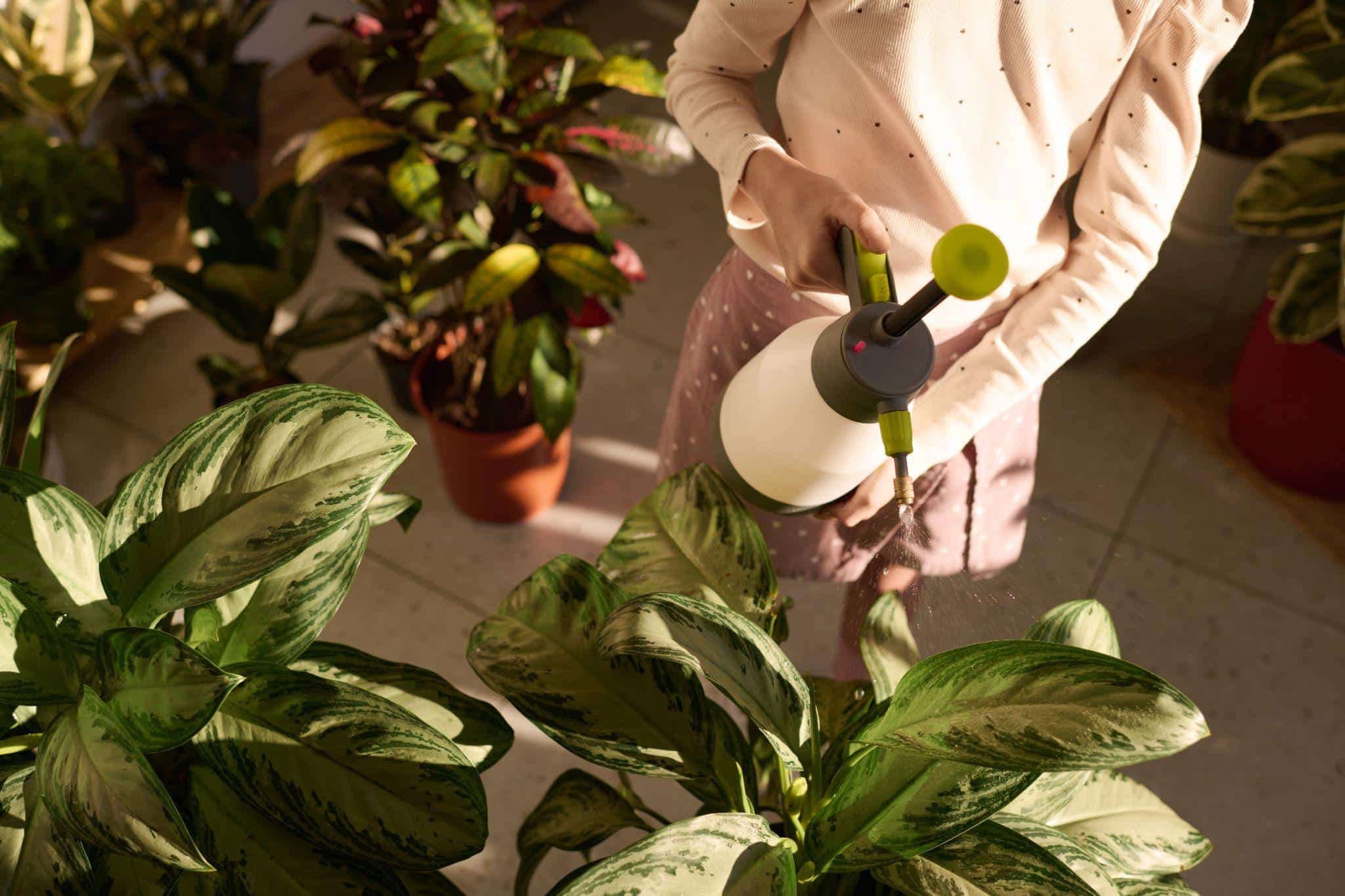 How to Maintain Optimal Humidity Levels for Houseplants