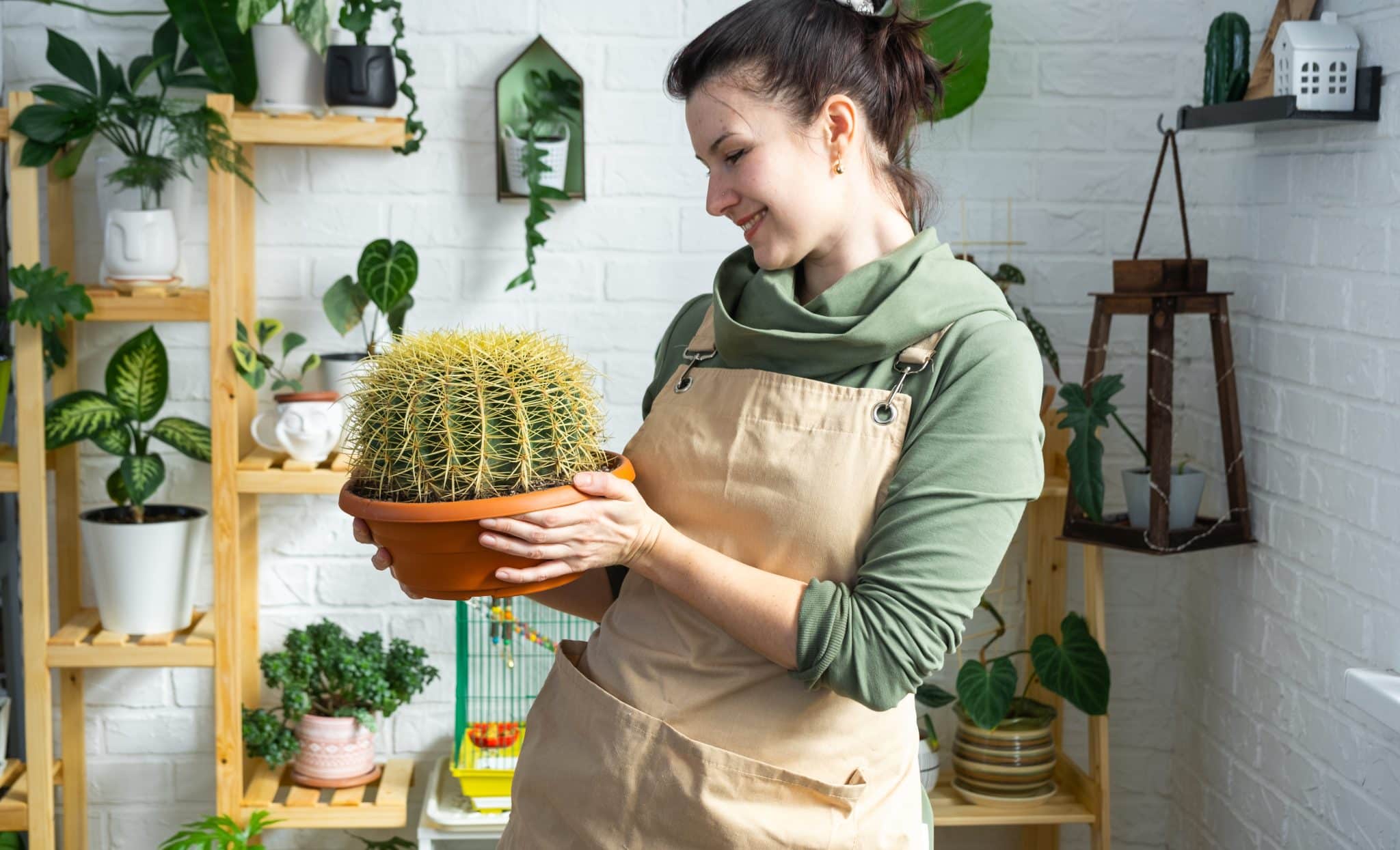 How To Take Care Of Cactus Indoors: A Beginner's Guide 