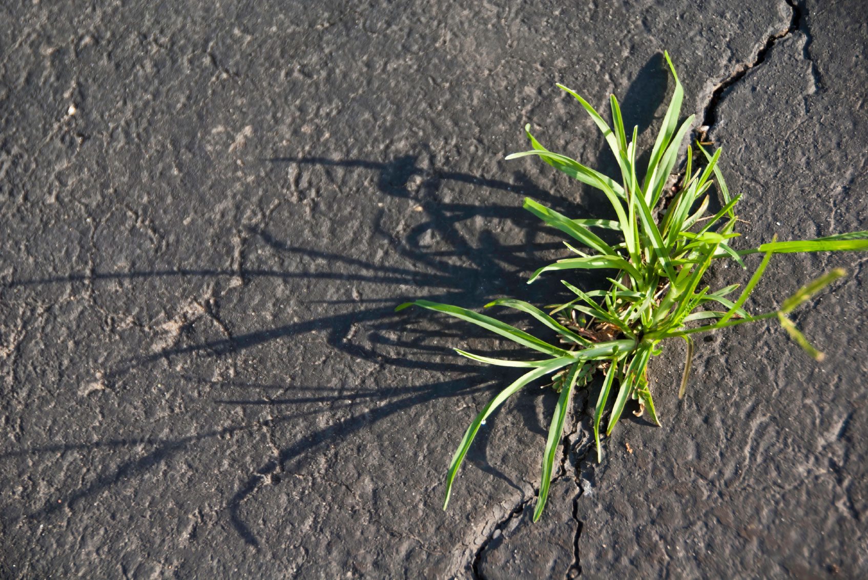 Why Does Weed Grow in Cracked Concrete?