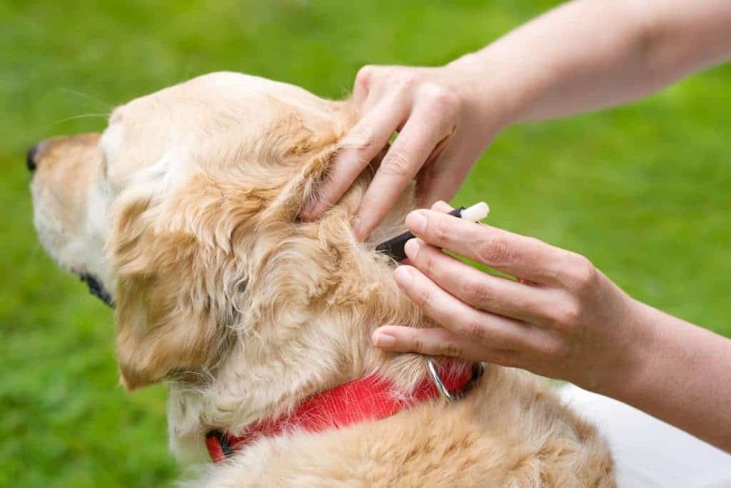 Preventing Tick Infestations