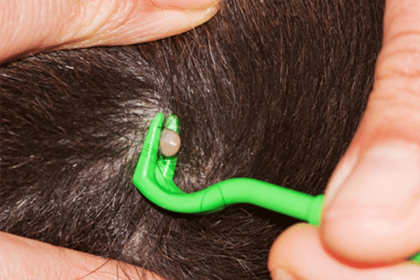 Treatment for Tick Paralysis