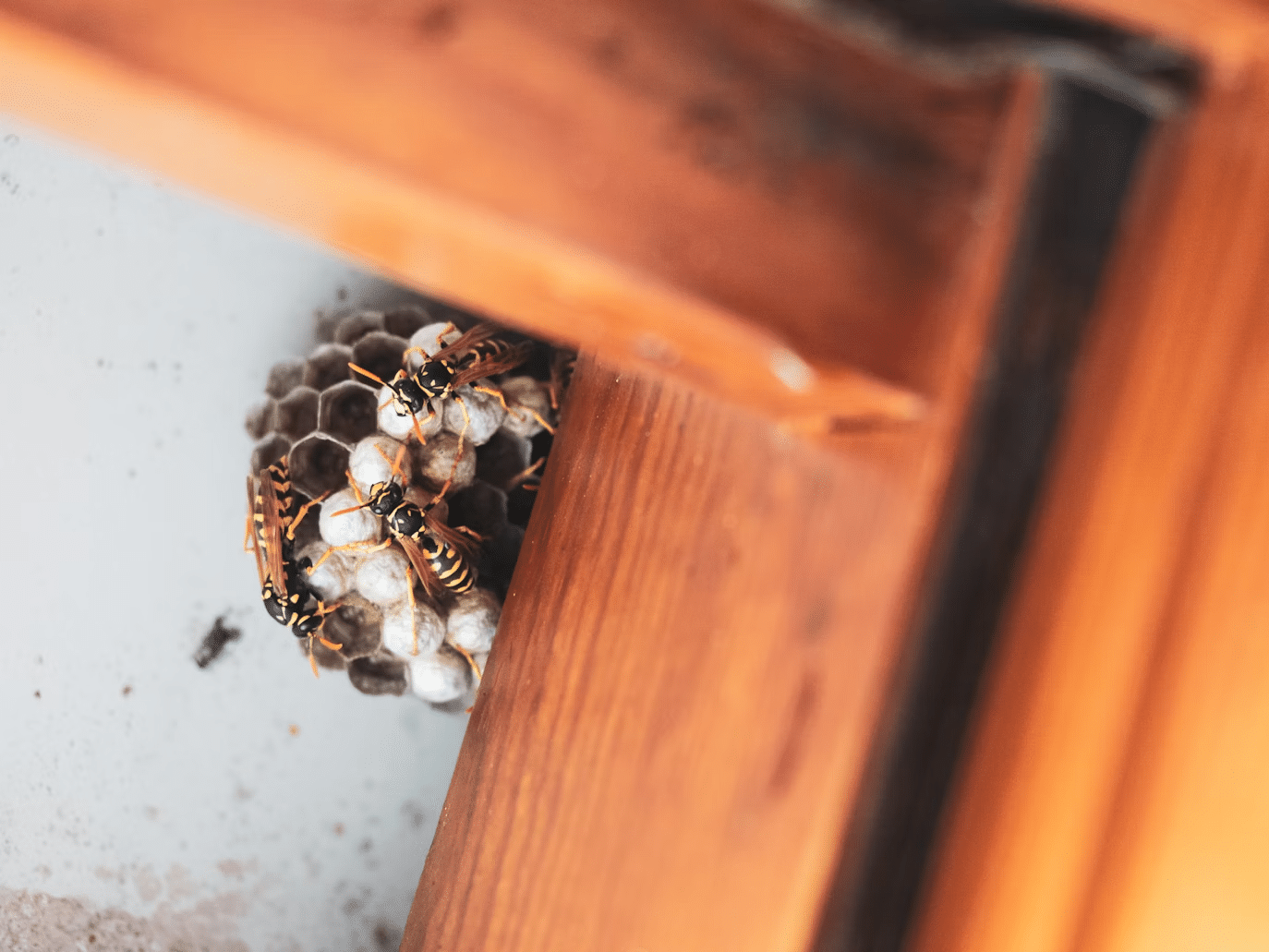 How to Protect Your Home from Common Pests