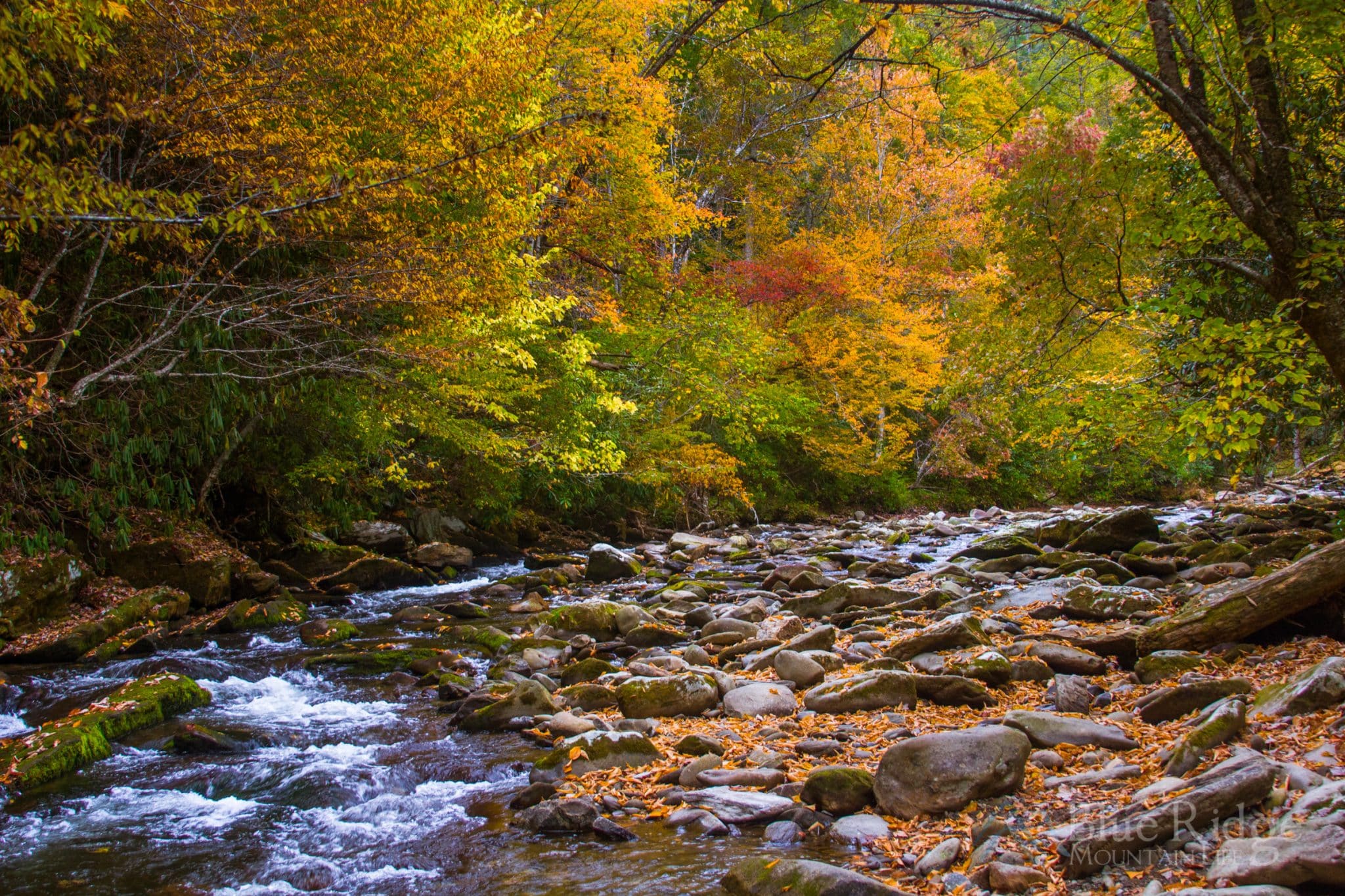 Best Times to Visit the Smoky Mountains