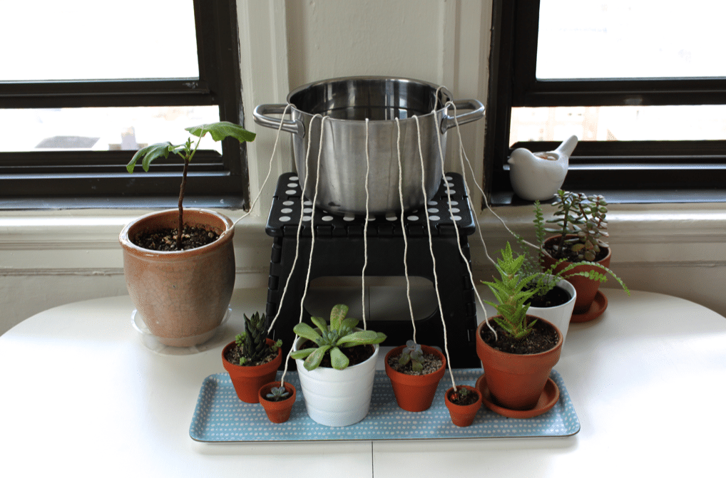 Utilize Self-Watering Systems